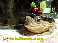 /home//u458753944/public_html/sourcegallery//Roxborough Toad Detour/2013-2019/2017/P4120684.JPG